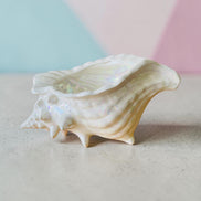 Grande jardinière coquillage